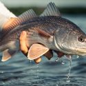 Gear and Tackle for Redfish